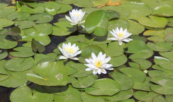 彩票品牌与PC蛋蛋API接口